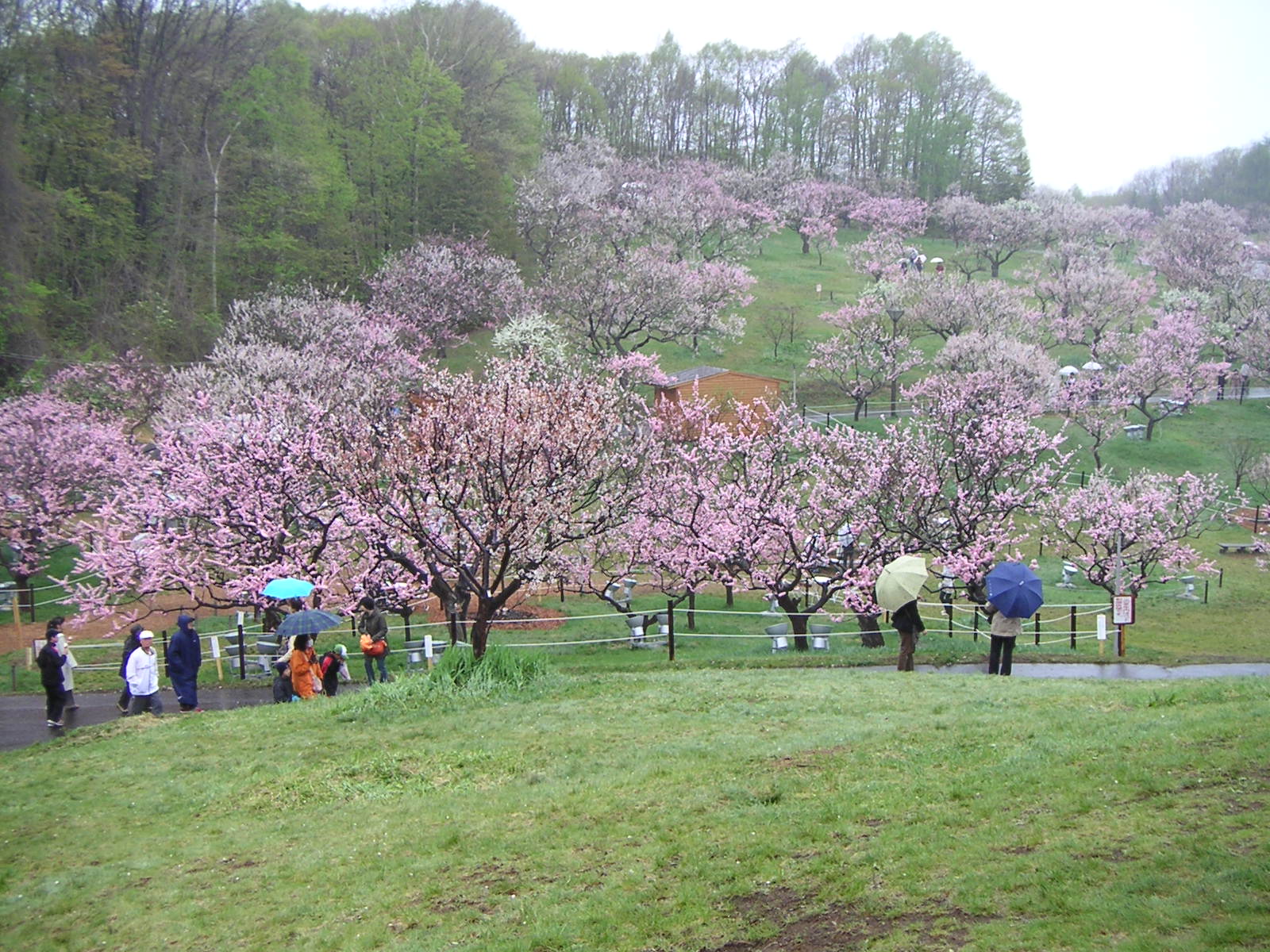 札幌 平岡公園の梅林が満開です 札幌の町並み